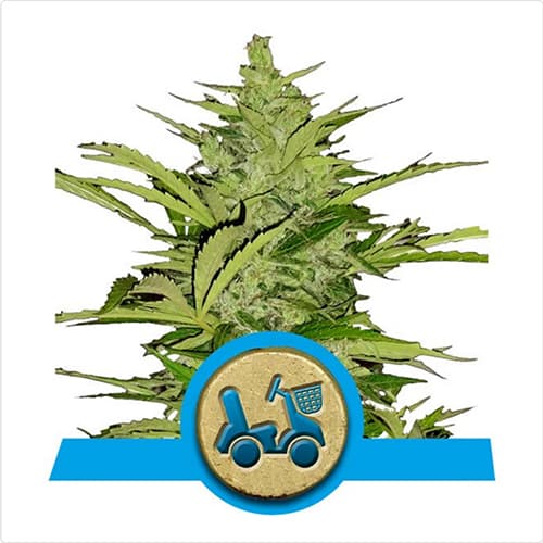 Royal Queen Seeds Fast Eddy Automatic 
