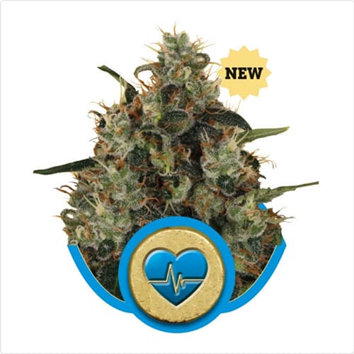 Royal Queen Seeds Medical Mass