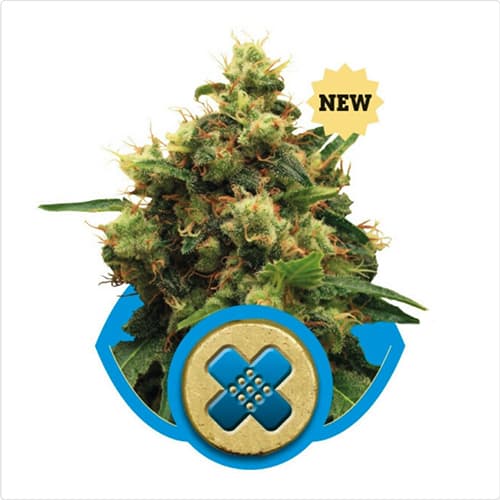 Royal Queen Seeds Painkiller XL