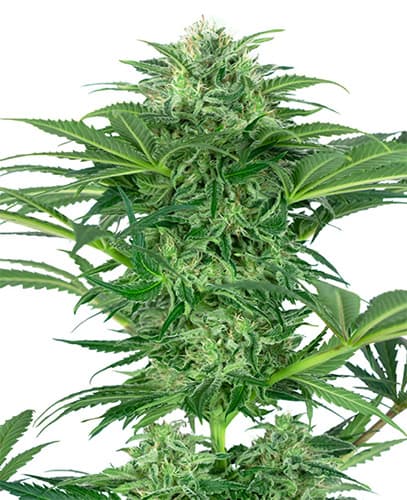 Skunk Dream CBD Feminized Seeds 3ks SENSI SEEDS