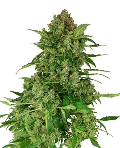 Black Lights CBD Automatic Seeds 1ks SENSI SEEDS